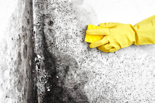Best DIY Mold Remediation Support Services in Fort Pierce South, FL