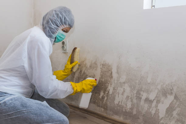 Best Residential Mold Remediation in Fort Pierce South, FL