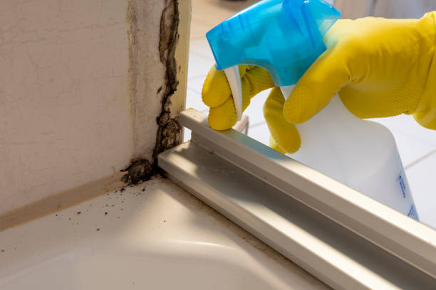 Best Emergency Mold Remediation in Fort Pierce South, FL