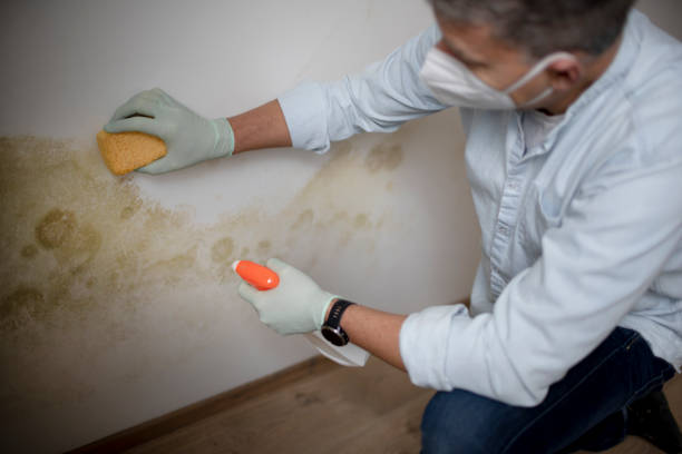 Best Mold Testing and Inspection Services in Fort Pierce South, FL