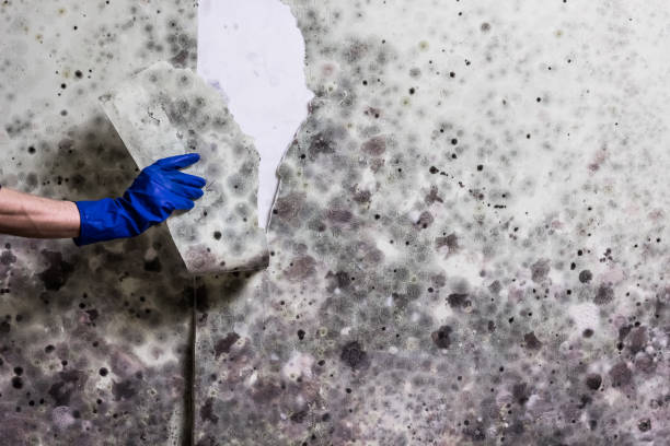 Best Basement Mold Remediation in Fort Pierce South, FL